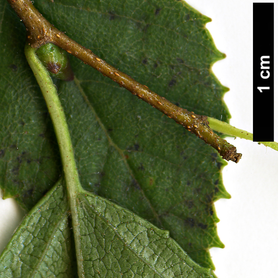 High resolution image: Family: Betulaceae - Genus: Betula - Taxon: dahurica - SpeciesSub: var. parvifolia